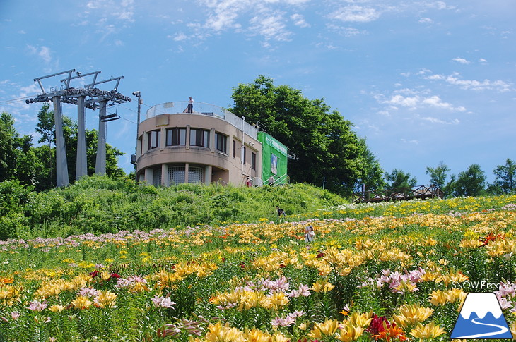 オーンズ春香山ゆり園 今年も綺麗な『ゆり』のシーズン到来♪